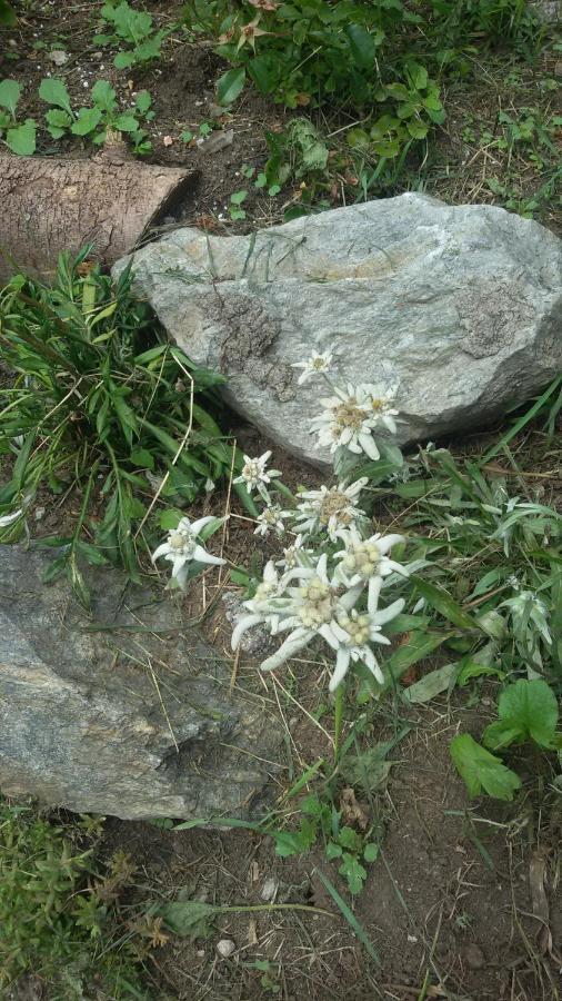 Rifugio Stella Alpina Hotel Saviore dell'Adamello Ngoại thất bức ảnh